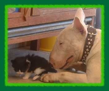 Bullterrier Hunde Foto 1293 Bullterrier Bist du aber süsssss!!