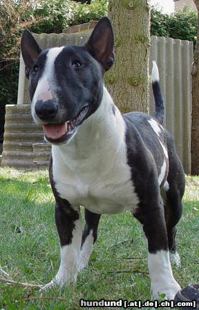 Bullterrier Hunde Foto 3420 Bullterrier Nica..ein Mini-Bullterrier von Freunden (8 Monate)