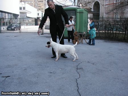 Bullterrier Wariors Orcale