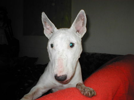 Bullterrier Hunde Foto 34921 in höherer Auflösung ansehen Bullterrier BRETHNY OF BIRDET`S DOGCASTLE/ / KIRA