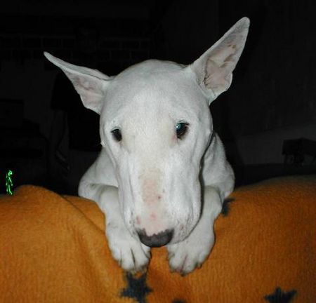 Bullterrier BRETHNY OF BIRDET`S DOGCASTLE/ / KIRA