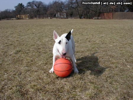 Bullterrier Hunde Foto 3066 Bullterrier