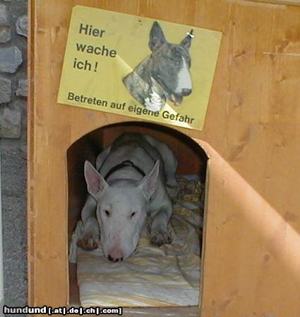 Bullterrier Hunde Foto 4422 Bullterrier DUKE: wir werden dich nie vergessen unsere kl. treue Seele!