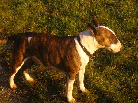 Bullterrier Hunde Foto 28389 in höherer Auflösung ansehen Bullterrier Pewee