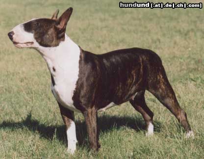 Bullterrier Hunde Foto 7787 Bullterrier ÖJCH Laureola's Rebecca