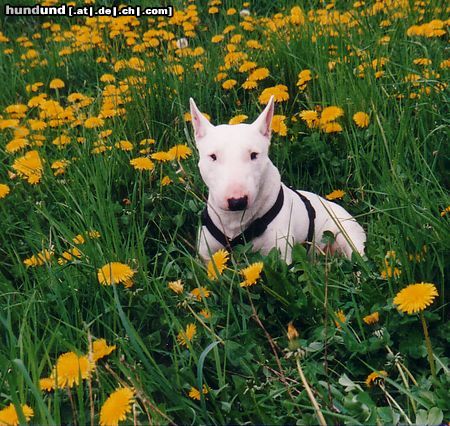 Bullterrier Hunde Foto 18271 Bullterrier zeus