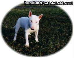 Bullterrier Hunde Foto 18273 in höherer Auflösung ansehen Bullterrier zeus