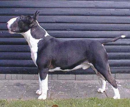 Bullterrier Uffe