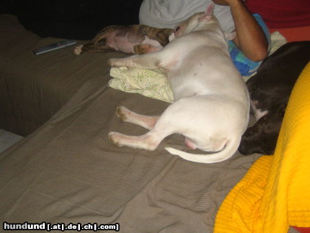 Bullterrier Hunde Foto 26346 Bullterrier Virginia, Duke, Spike beim Dösen, ein Herz und eine Seele, da soll jemand sagen EINZELHALTUNG!