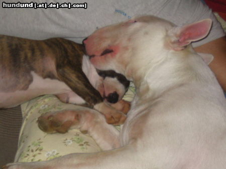 Bullterrier Hunde Foto 26305 Bullterrier Virginia mit Duke am schmusen, das ist wahre Liebe