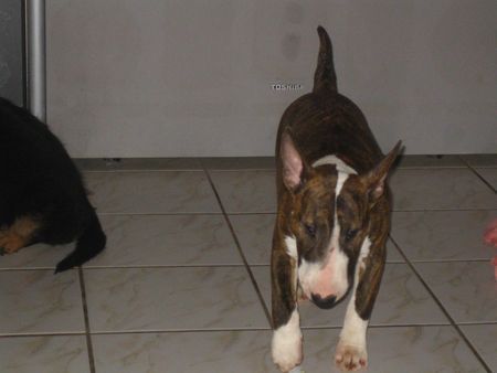 Bullterrier Hunde Foto 28388 in höherer Auflösung ansehen Bullterrier Virginia