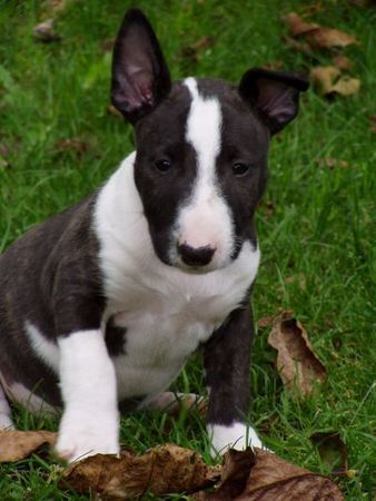Bullterrier Hunde Foto 37173 Bullterrier Castro 8 Wochen