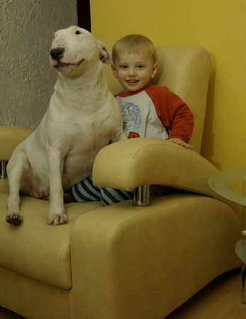 Bullterrier Hunde Foto 43355 in höherer Auflösung ansehen Bullterrier BIANCA Mea Praetoria