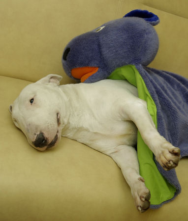 Bullterrier Hunde Foto 43359 in höherer Auflösung ansehen Bullterrier JChPl BIANCA Mea Praetoria