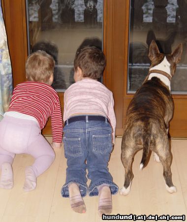 Bullterrier Hunde Foto 9291 Bullterrier Momo und ihre 2 Mädels...suchen die Katz! Wo ist sie nur eben war sie doch noch da!?