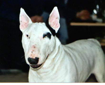 Bullterrier Hunde Foto 942 Bullterrier Sovereign`s Barclay Baron