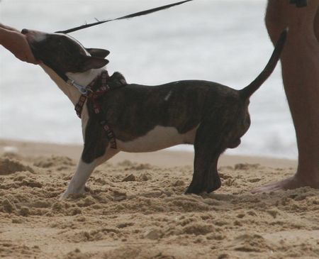 Bullterrier Hunde Foto 42851 Bullterrier
