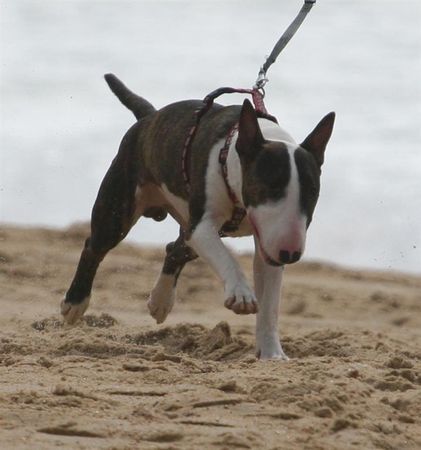 Bullterrier