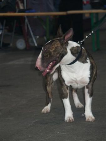 Bullterrier Hunde Foto 29850 in höherer Auflösung ansehen Bullterrier
