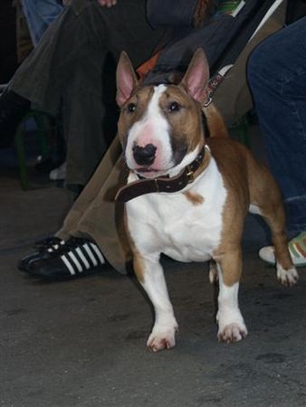 Bullterrier Hunde Foto 29852 in höherer Auflösung ansehen Bullterrier