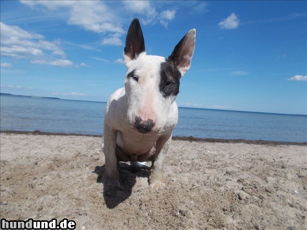Bullterrier Hunde Foto 47261 Bullterrier Bullterrier an der Ostsee