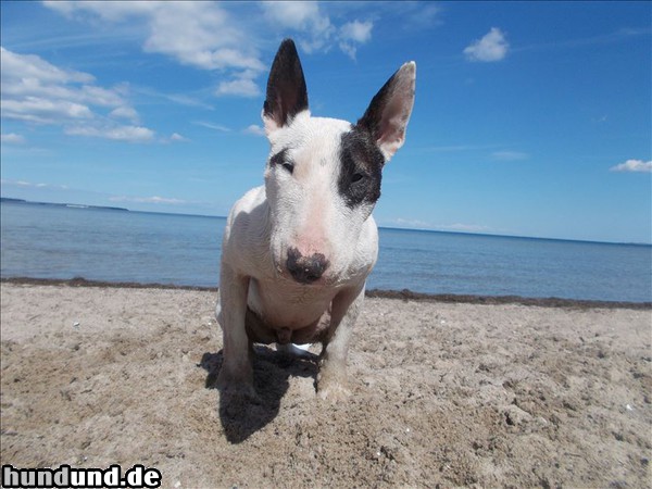 Bullterrier Bullterrier an der Ostsee