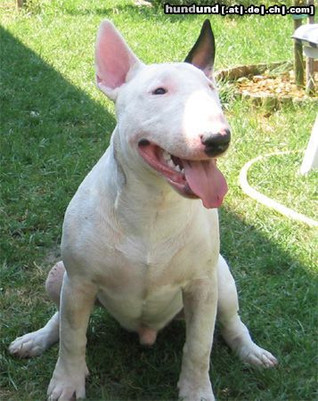 Bullterrier Hunde Foto 7421 Bullterrier Hallooo, ich bin Cäsi...