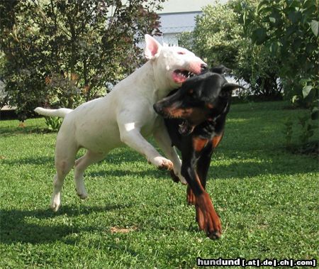 Bullterrier Hunde Foto 6788 Bullterrier Fliegender Bulli....??!!!