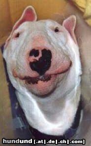 Bullterrier Hunde Foto 3850 Bullterrier Chaya (Little Big Stone Baghira) Miniature-Bullterrier, leicht zerknautscht