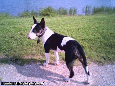 Bullterrier Hunde Foto 15220 in höherer Auflösung ansehen Bullterrier