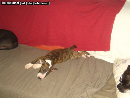 Bullterrier Hunde Foto 26434 Bullterrier Virginia beim Faulenzen