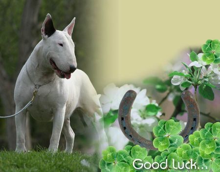 Bullterrier Hunde Foto 34195 Bullterrier Dolce Diva...good luck !