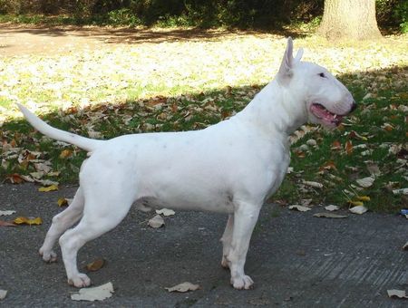 Bullterrier Hunde Foto 27726 Bullterrier Dragonsoul at Stormbandit\'s