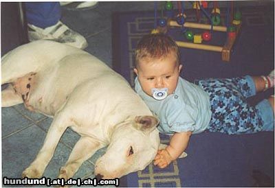 Bullterrier Hunde Foto 5366 Bullterrier Sovereign`s Ablaze Destiny und Baby Eliza. Ein Herz und eine Seele:)