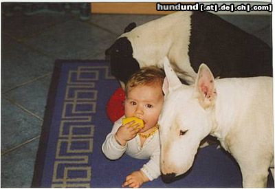 Bullterrier Hunde Foto 5360 Bullterrier Eliza und Bullis Kira und Jazzy