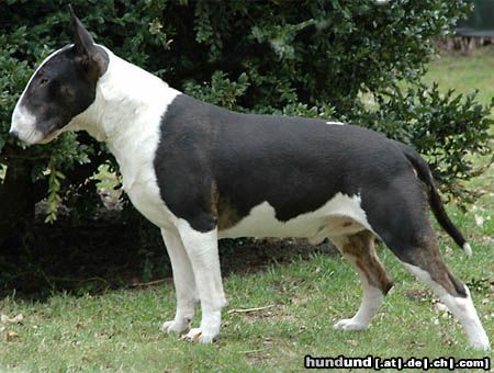 Bullterrier Hunde Foto 18102 in höherer Auflösung ansehen Bullterrier EX SE NATUS SOPRANO Jedi