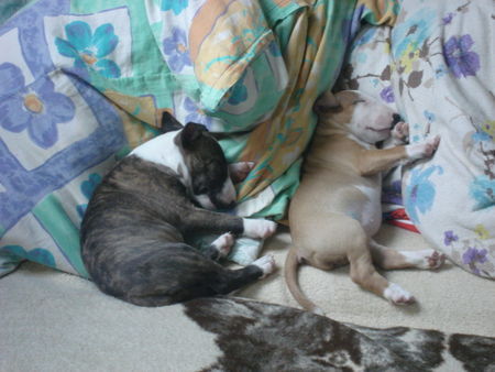 Bullterrier Hunde Foto 38875 Bullterrier minibully