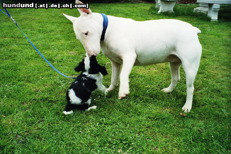 Bullterrier Hunde Foto 45341 in höherer Auflösung ansehen Bullterrier ZWEI FREUNDE !