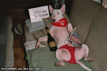 Bullterrier Hunde Foto 45274 in höherer Auflösung ansehen Bullterrier FREIZEITSPASS
