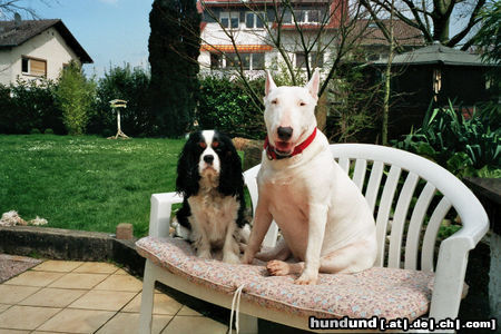Bullterrier Hunde Foto 45340 in höherer Auflösung ansehen Bullterrier