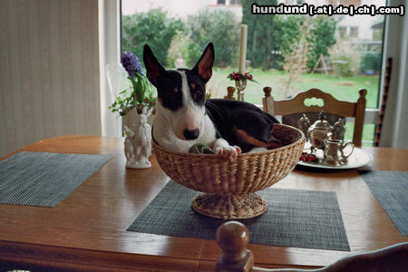 Bullterrier Hunde Foto 45848 in höherer Auflösung ansehen Bullterrier Ich bin ein Miniatur-Bullterrier