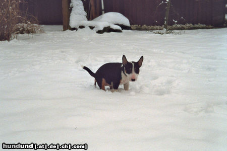 Bullterrier Hunde Foto 45541 in höherer Auflösung ansehen Bullterrier