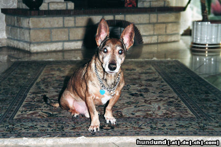 Bullterrier Hunde Foto 45360 in höherer Auflösung ansehen Bullterrier