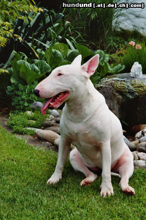 Bullterrier Hunde Foto 45342 in höherer Auflösung ansehen Bullterrier ZWEI FREUNDE !