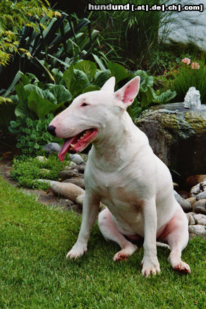 Bullterrier ZWEI FREUNDE !