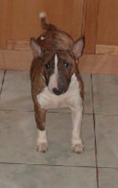 Bullterrier Hunde Foto 2508 Bullterrier jenny
