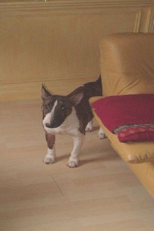 Bullterrier Hunde Foto 2509 Bullterrier jenny