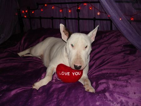 Bullterrier Hunde Foto 27727 Bullterrier Lovely-Diva