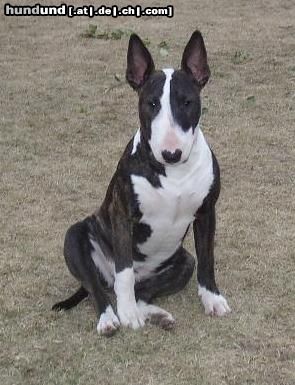 Bullterrier Hunde Foto 3673 Bullterrier