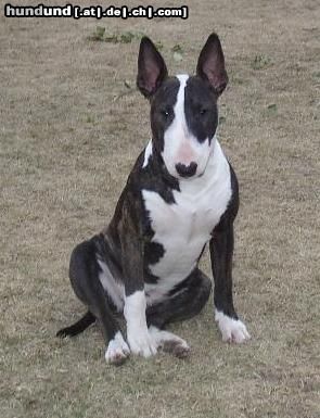 Bullterrier